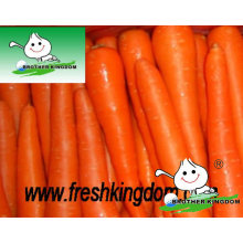 Shandong Fresh Red Carrot, cenoura do bebê, sementes de cenoura